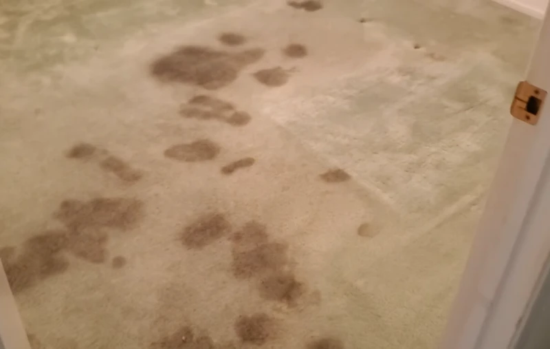 Pet stain urine contamination on bedroom carpet before professional enzyme treatment — Medford OR 97501